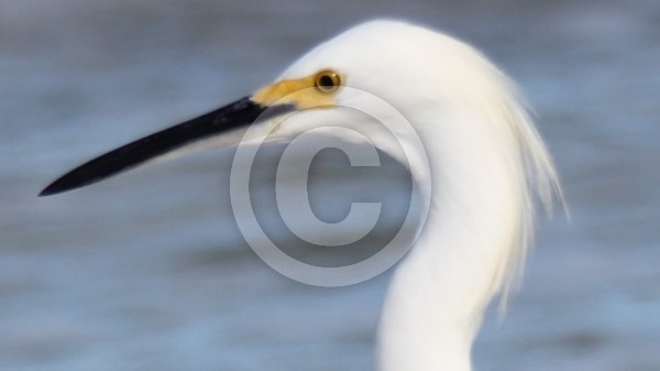 Egret 002