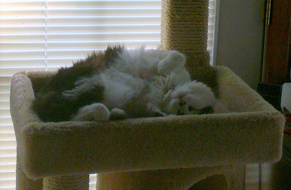 a kitty day