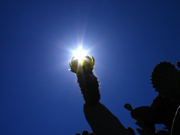 Sunshine on  a Cactus