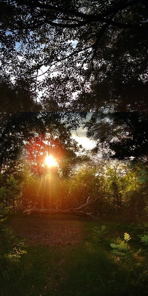 Sunrise in the forest