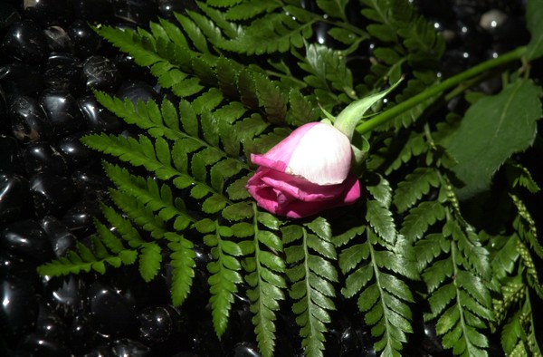 single red tipped rose