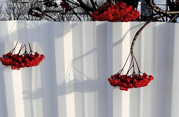 Mountain Ash Berries