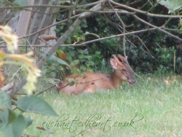 Buck Muntjac Deer