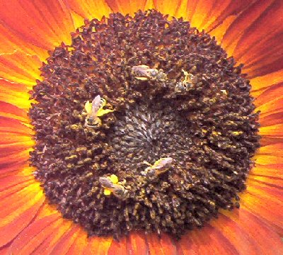 honey bees on a sunflower