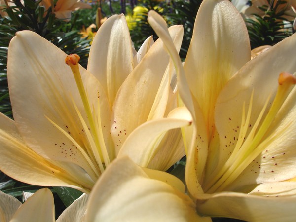 Two of a kind flowers