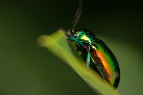 Dogbane Beetle 2