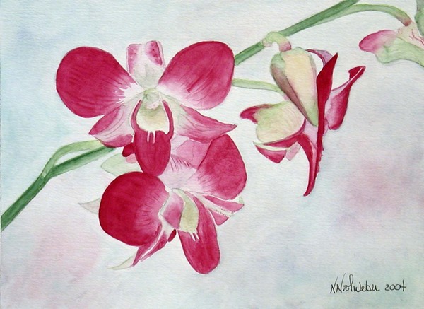 Pink Orchids