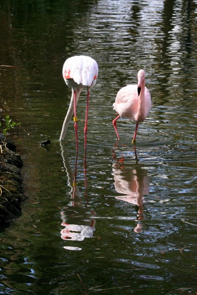 Pink Flamingo