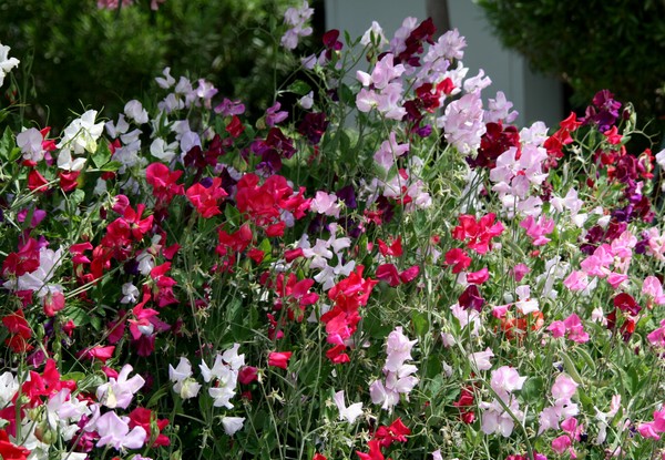 Sweet Peas