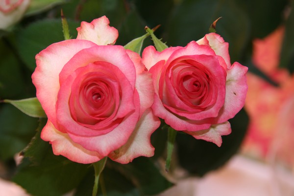 Two Pink Roses