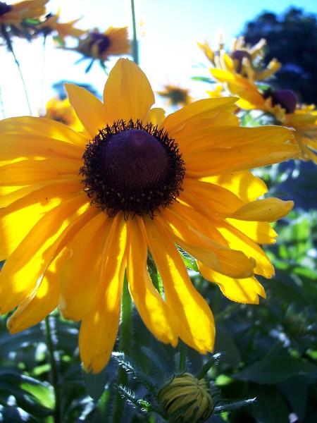 Susan in AfterNoon Light