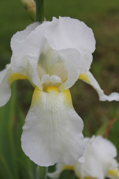 White Iris