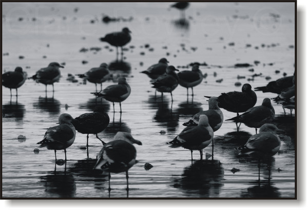 The Gathering