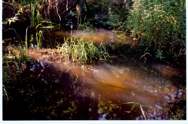 Swamp Light