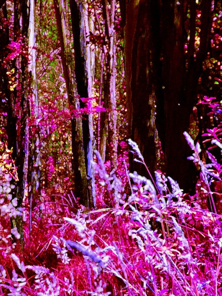 NUESTROS SUEÑOS EN ROSA