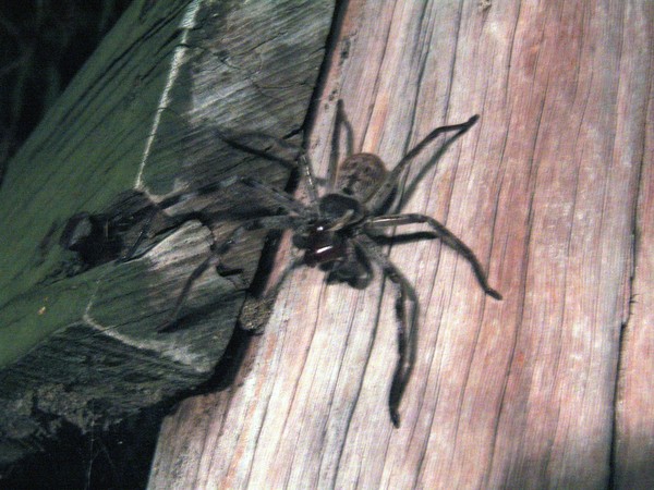Spider
