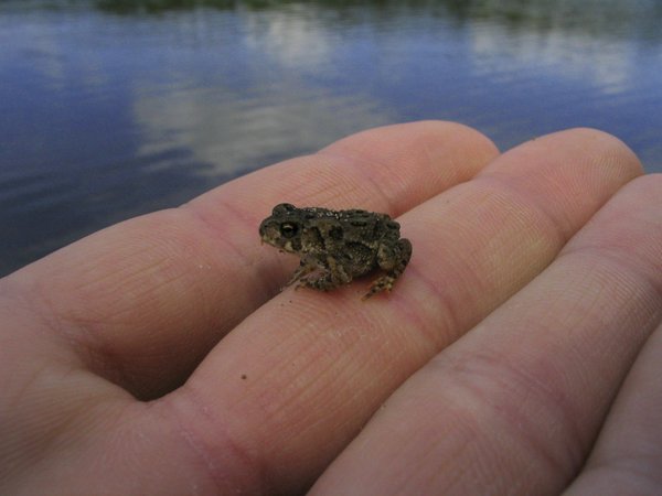 Toad in Hand