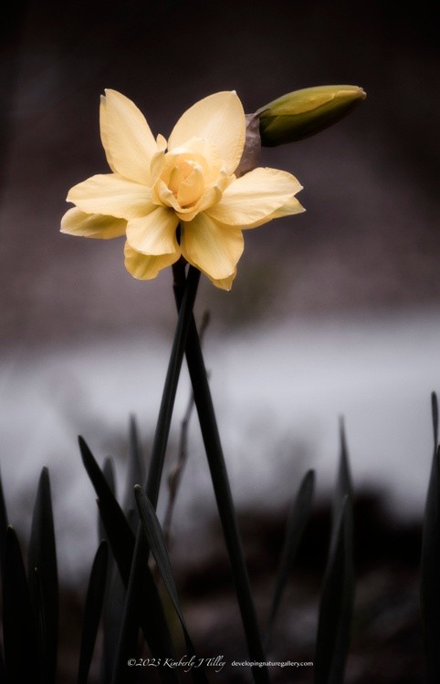 Daffodil P0329