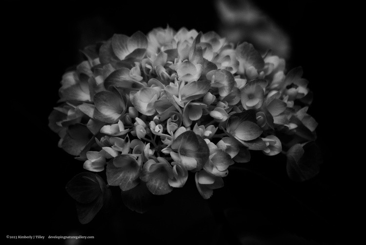 Black & White Hydrangea P0706