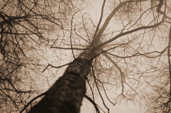 'Hedgehog in Mist' Motives