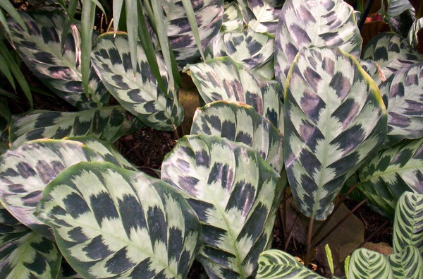 Checkered plant