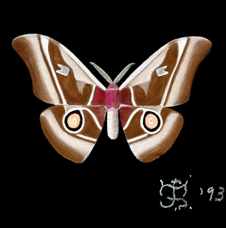 BROWN SATURNID MOTH