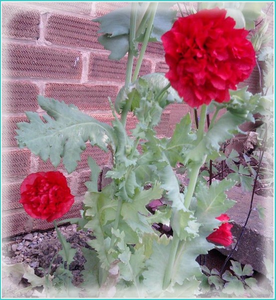 Double Red