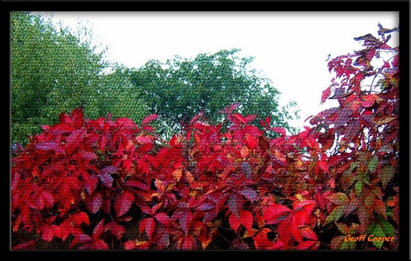 Autumn Leaves