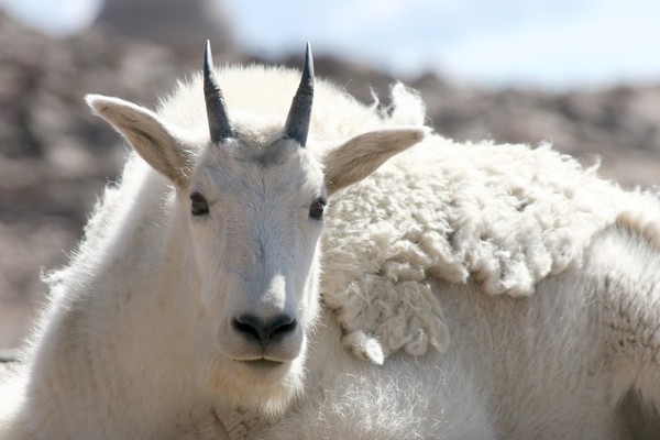 Mountain Goat