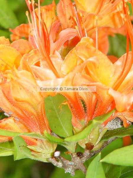 Floral Possibilities