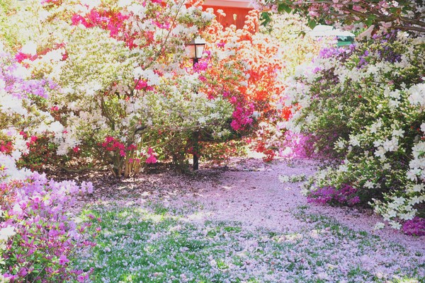 Petalled Path