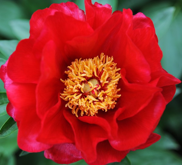 Red Peony