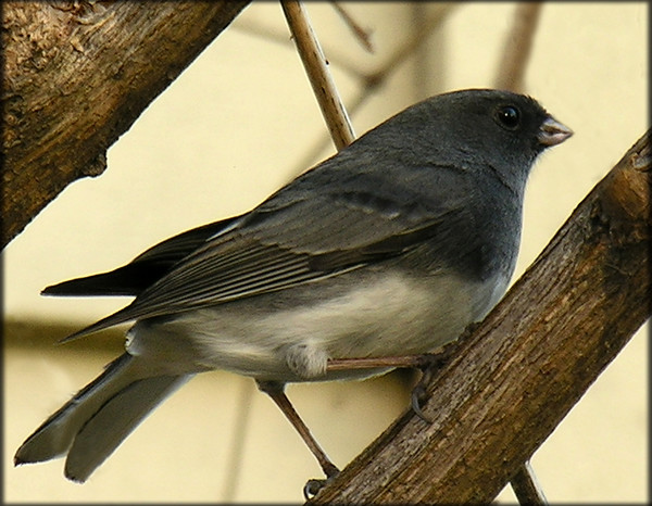 Slate Colored Junco