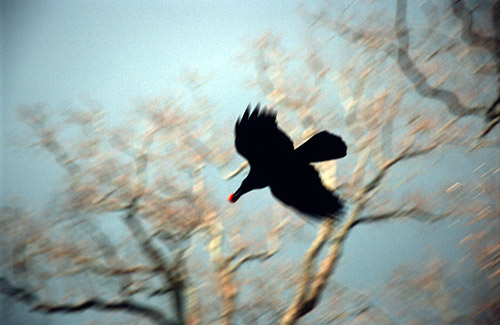 Crow