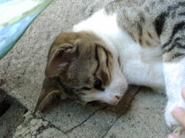 Thai Cat