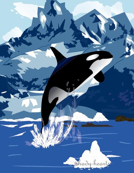 Killer Whale