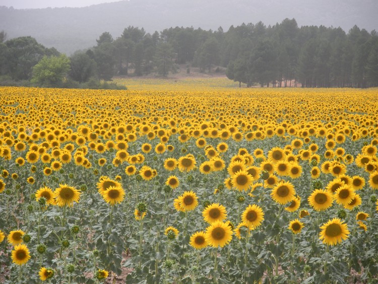 Sunflower fields in Spain