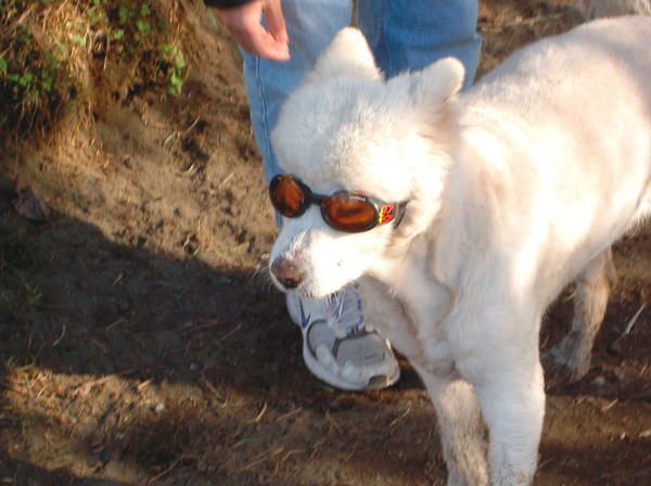 Doggy shades