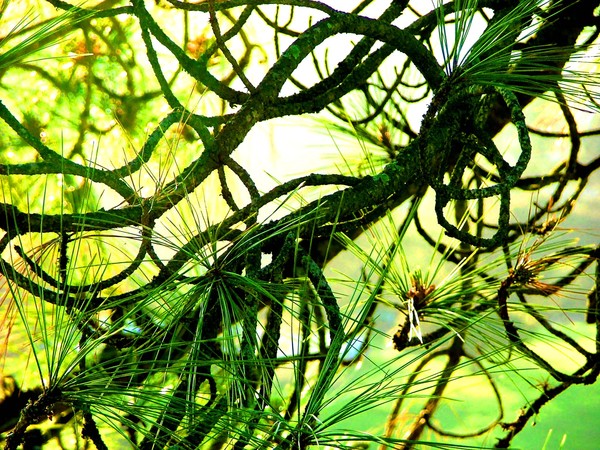 pine study 1