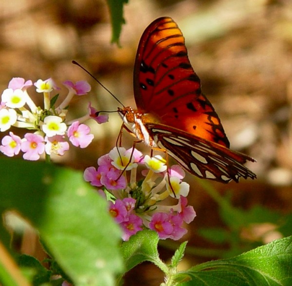 Butterfly 1
