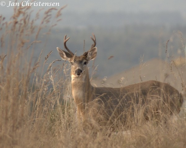 Buck