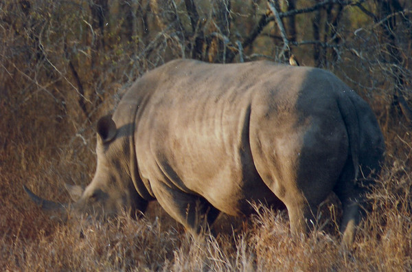 Graceful Giant