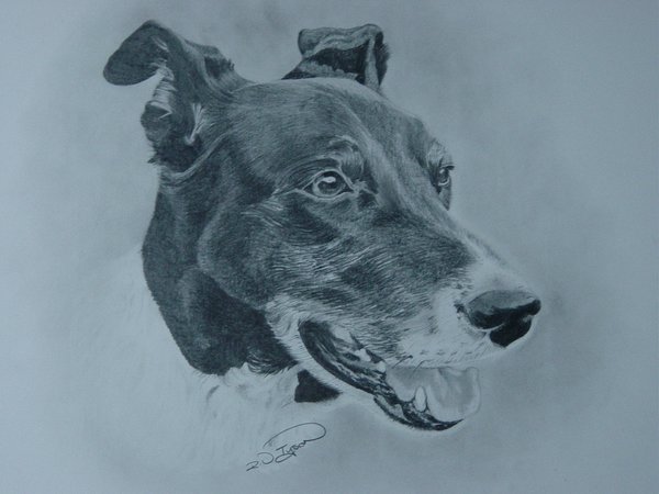 Border collie.