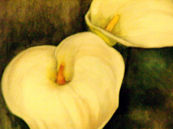 lily