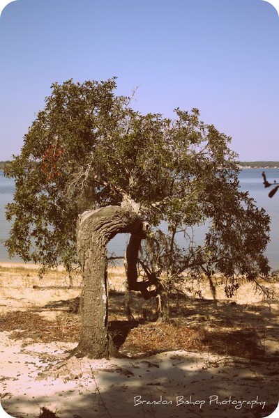 Old Man Tree