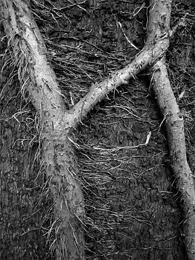 vine
