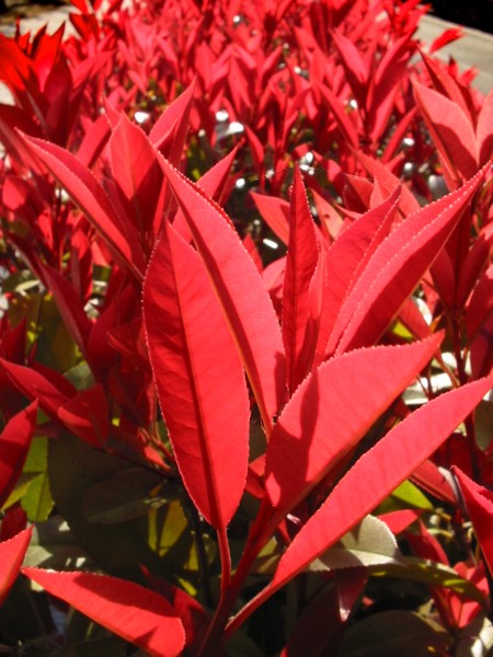 red leaves