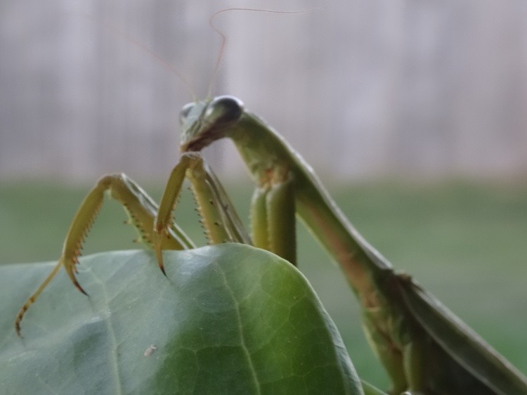Mr. Mantis