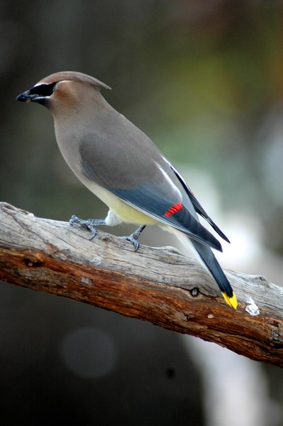 Cedar Waxwing