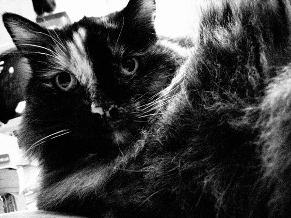 Miss Kitty
